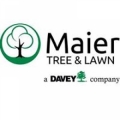 Maier Forest & Tree